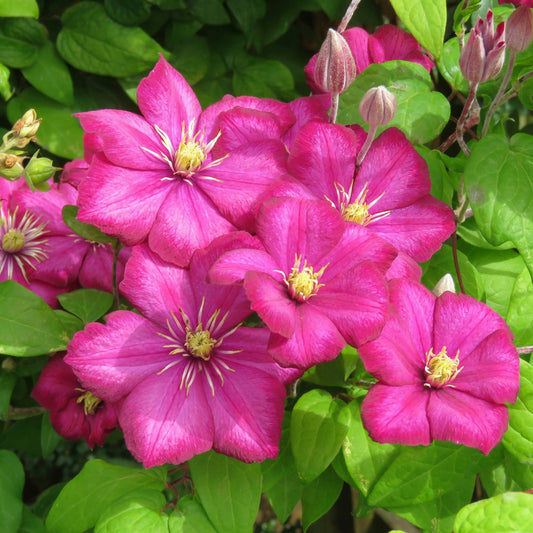 Clematis Ville de Lyon