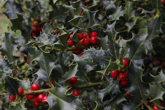 Holly (Ilex Aquifolium)