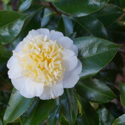 Camellia japonica Nobilissima