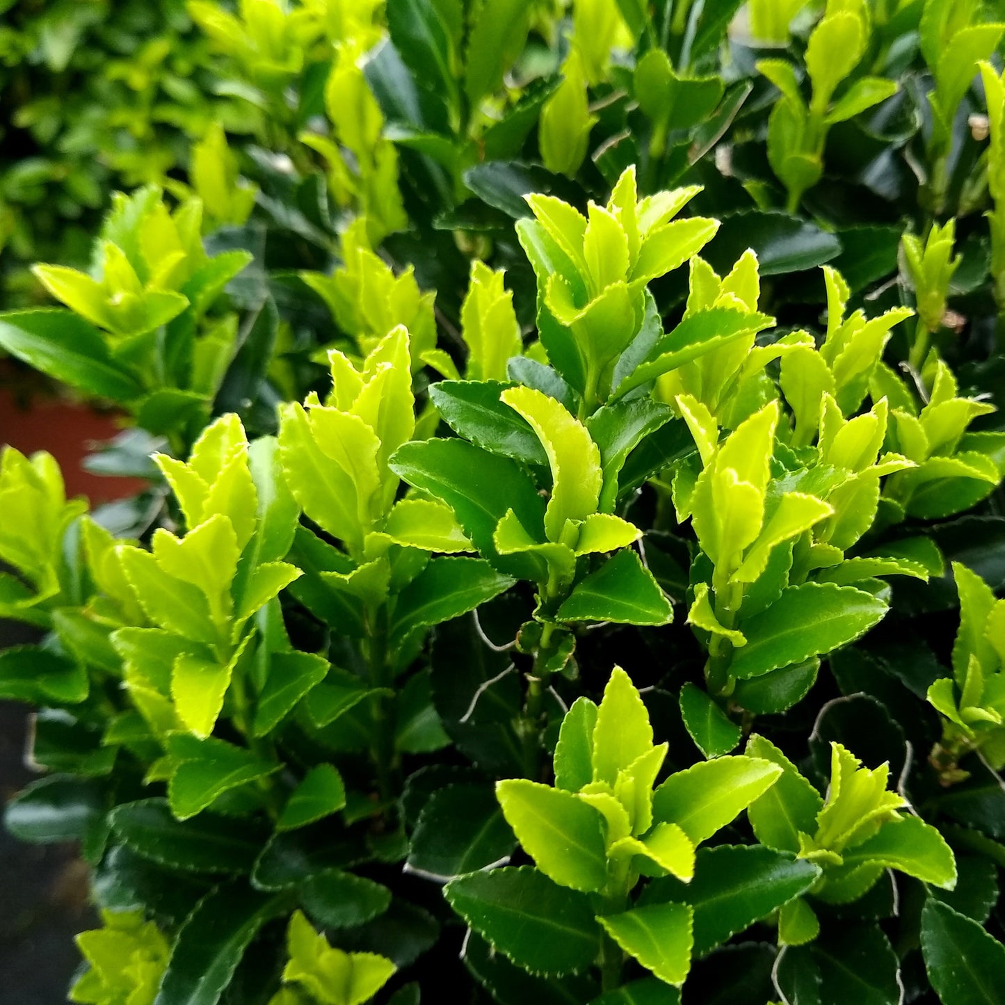 Euonymus japonicus Green Rocket