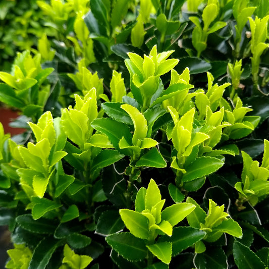 Euonymus japonicus Green Spire