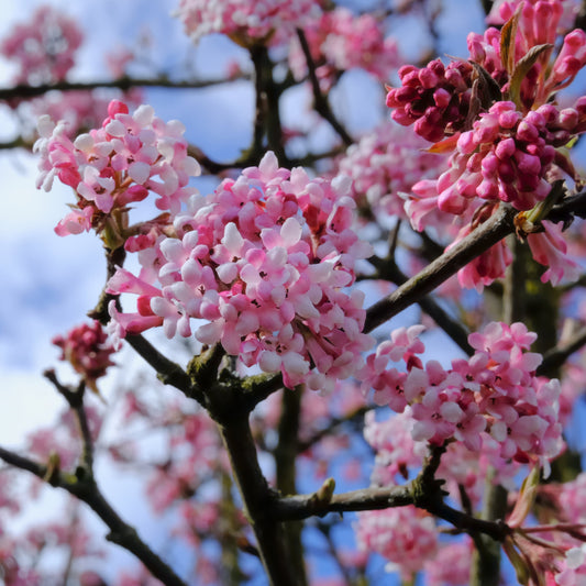 Viburnum bodnantense Dawn