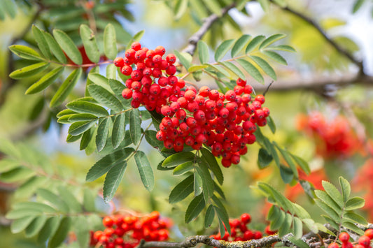Rowan (Sorbus Aucuparia)