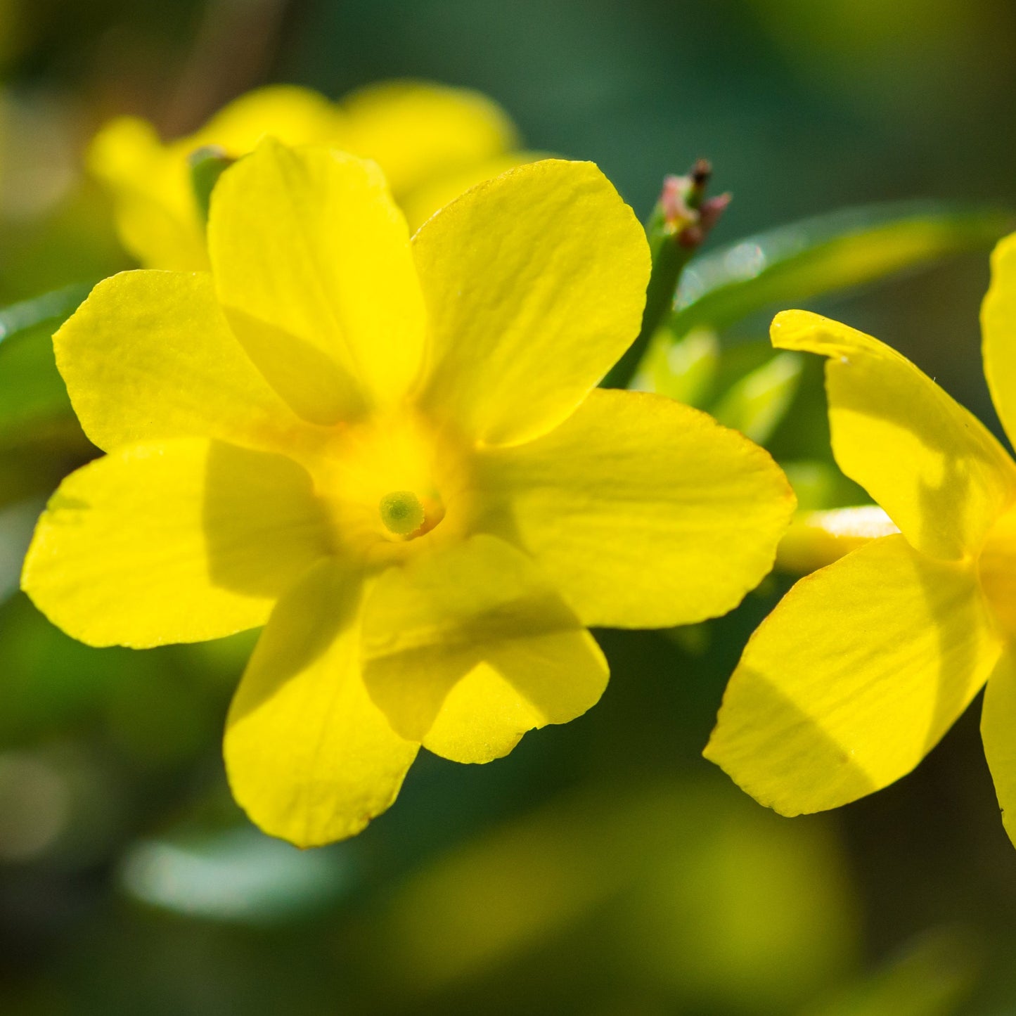 Jasminum nudiflorum