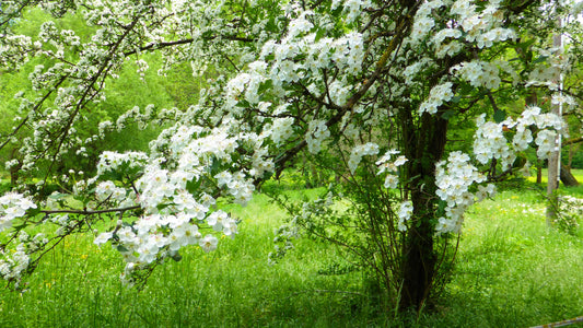 Hawthorn (Crataegus Monogyna)
