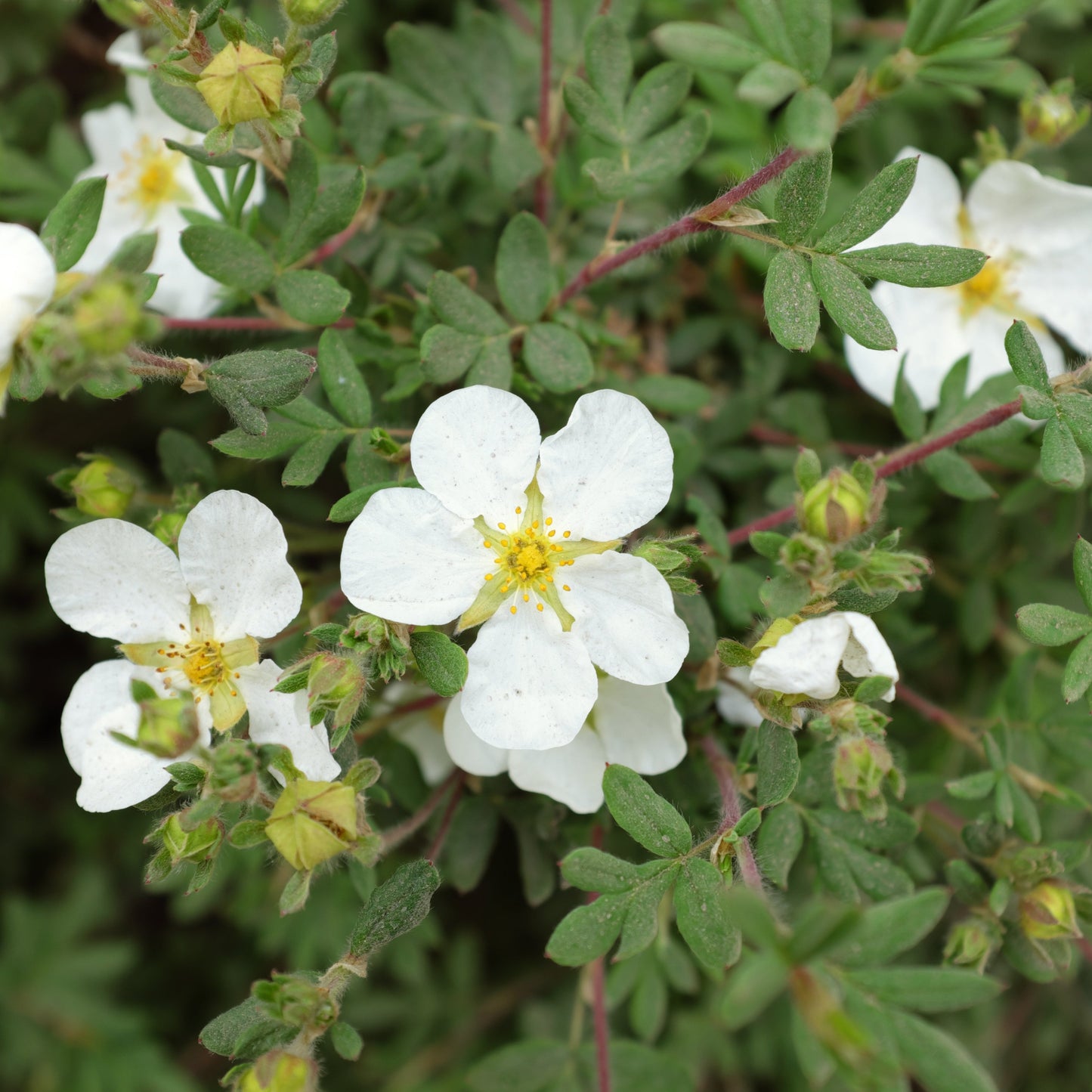 Potentilla fruticosa Abbotswood