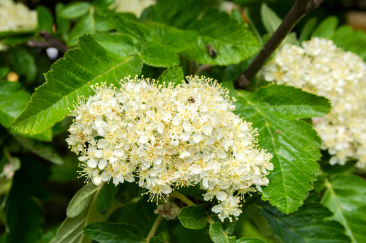 Swedish Whitebeam (Sorbus Intermedia)