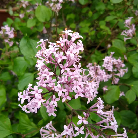 Syringa Red Pixie