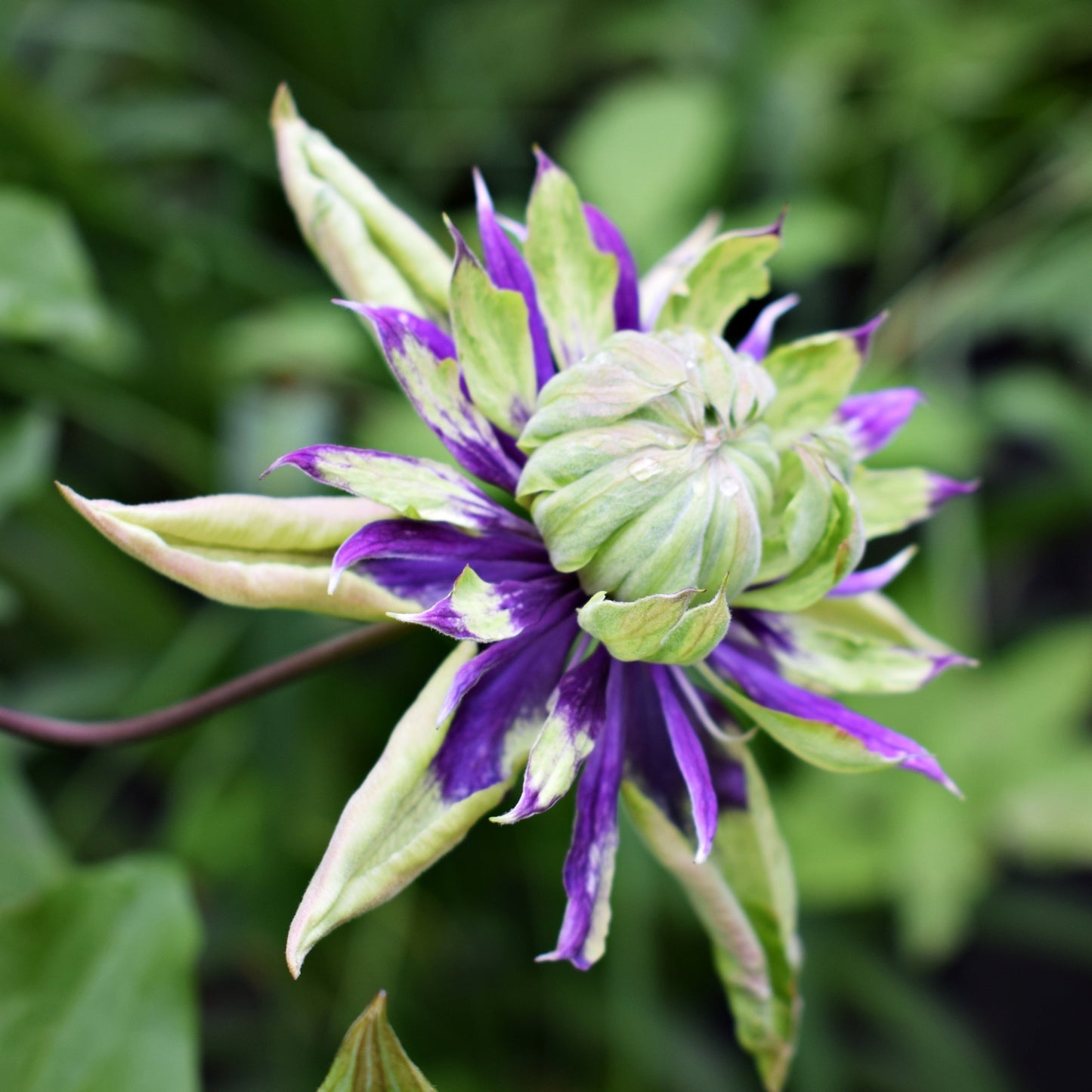 Clematis Taiga