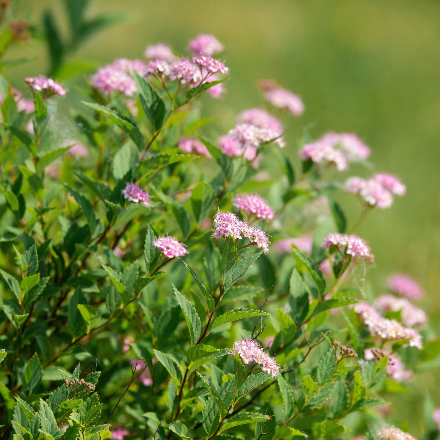 Spiraea Japonoica Candlelight