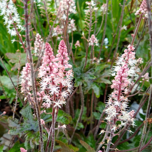 Tiarella Pink Skyrocket