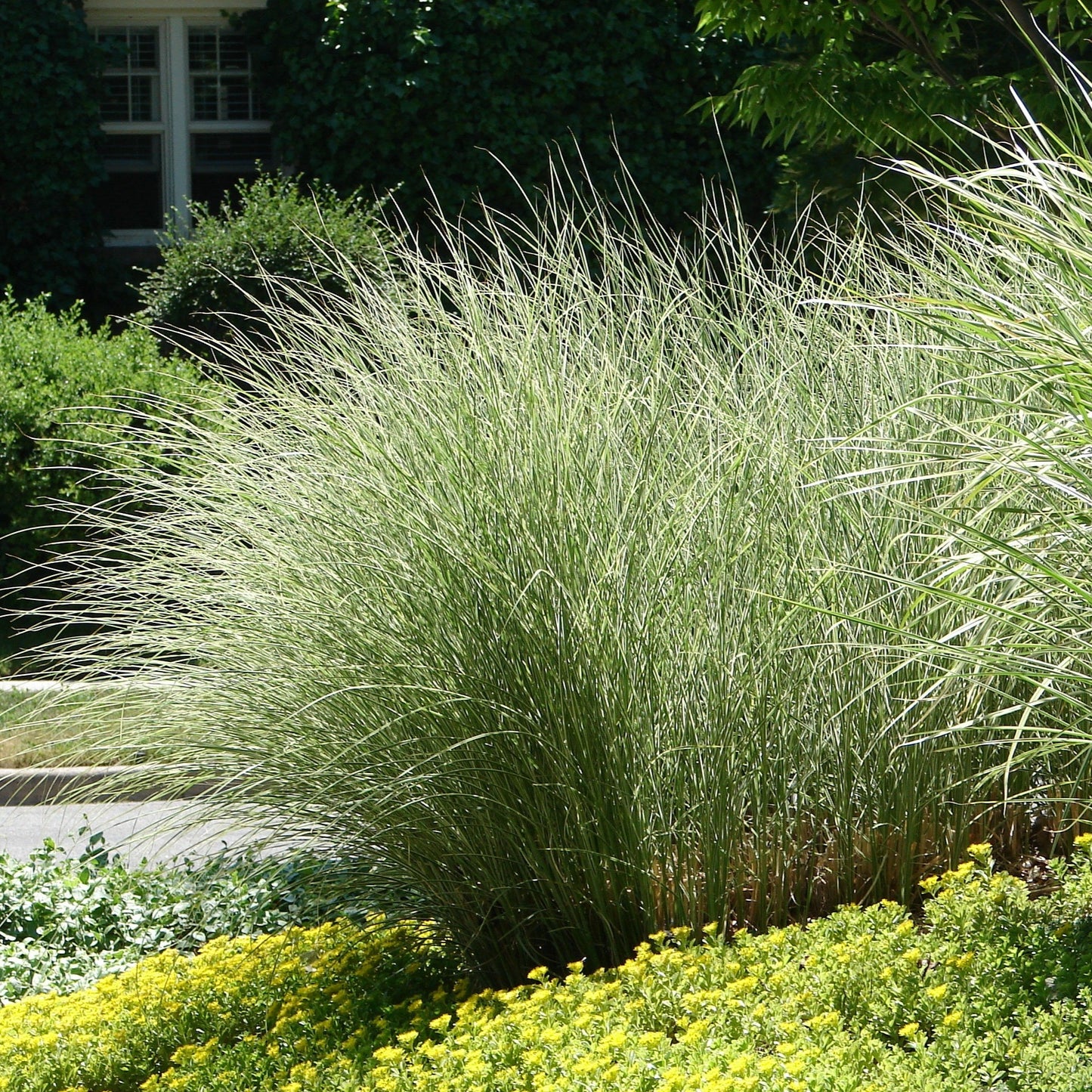 Miscanthus sinensis Morning Light