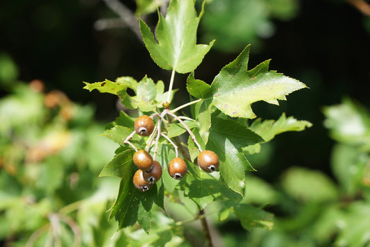 Wild Service Tree (Sorbus Torminalis)