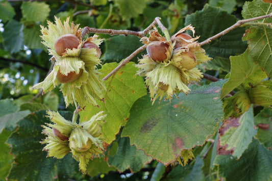 Hazel (Corylus Avellana)
