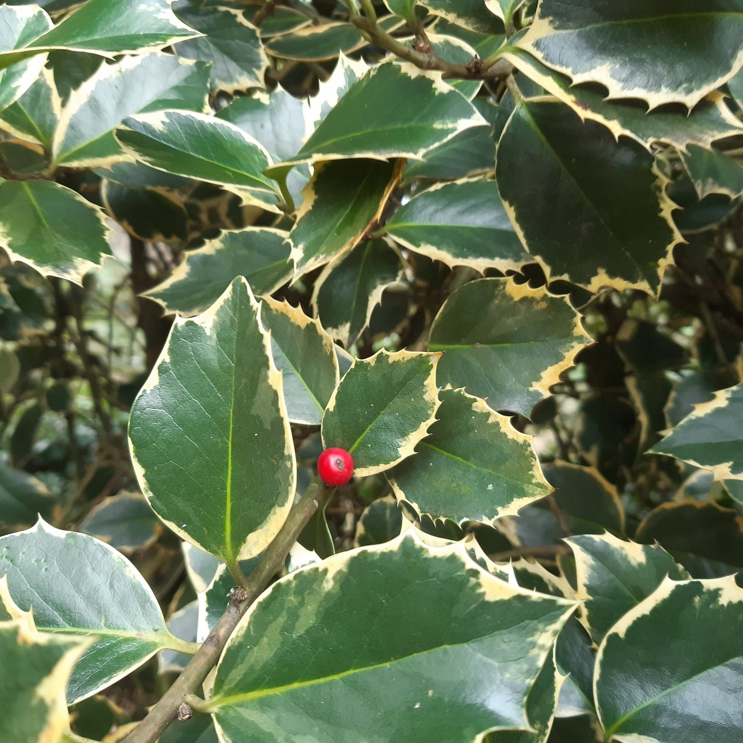 Ilex aquifolium Madame Briot