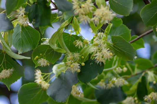 Small Leaved Lime (Tilla Cordata)