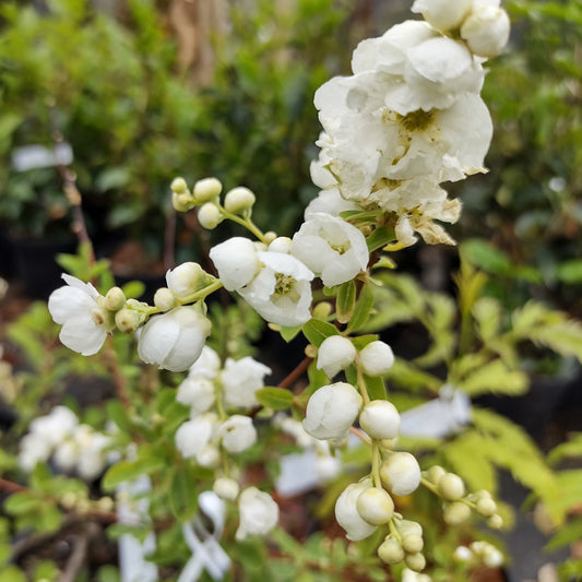 Exochorda macrantha The Bride