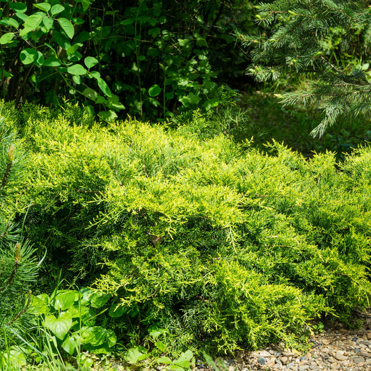 Juniperus pfitzeriana Gold Coast