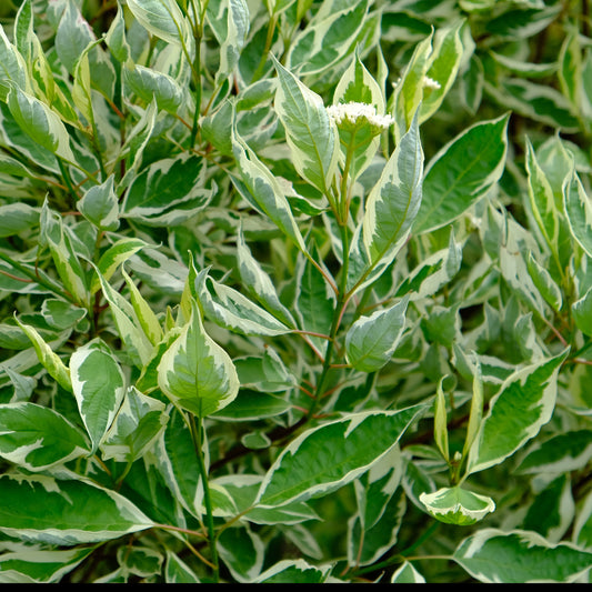 Cornus Sibirica Variegata