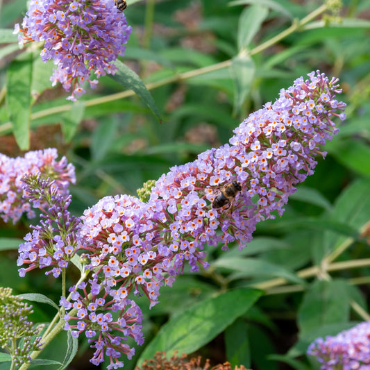 Buddleja davidii Pink Delight