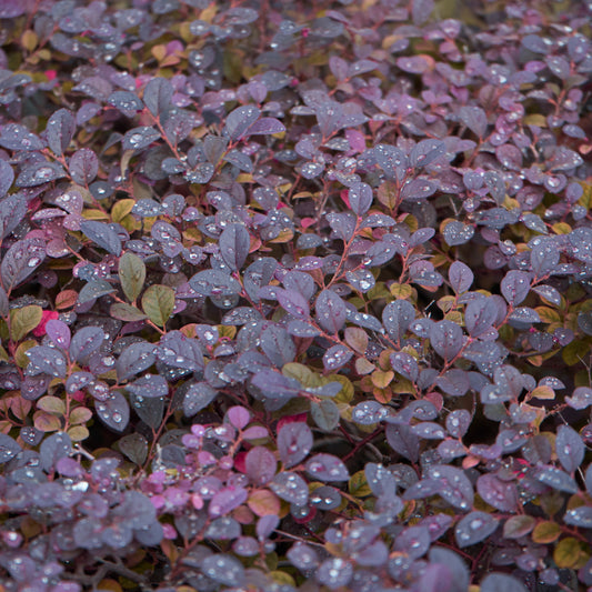 Lophomyrtus ralphii Magic Dragon