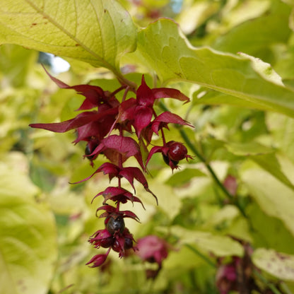 Leycesteria formosa Purple Rain