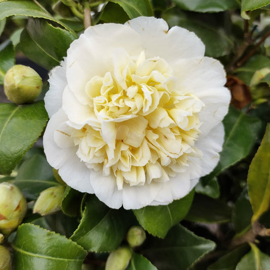 Camellia x williamsii Jury's Yellow