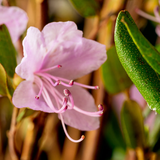 Rhododendron Snipe