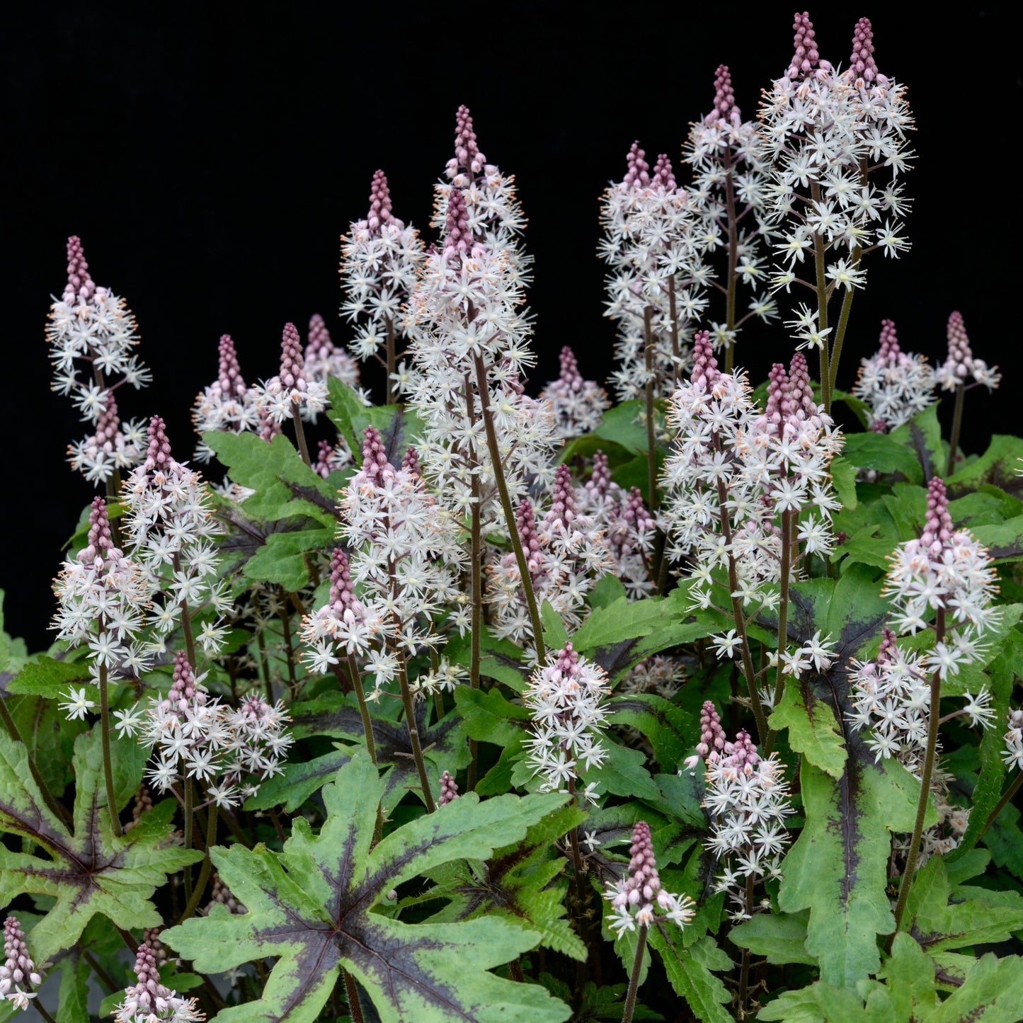 Tiarella Sugar and Spice