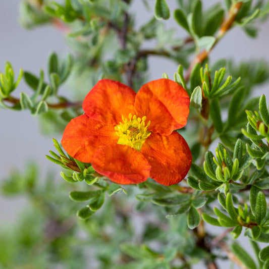 Potentilla fruticosa Red Ace