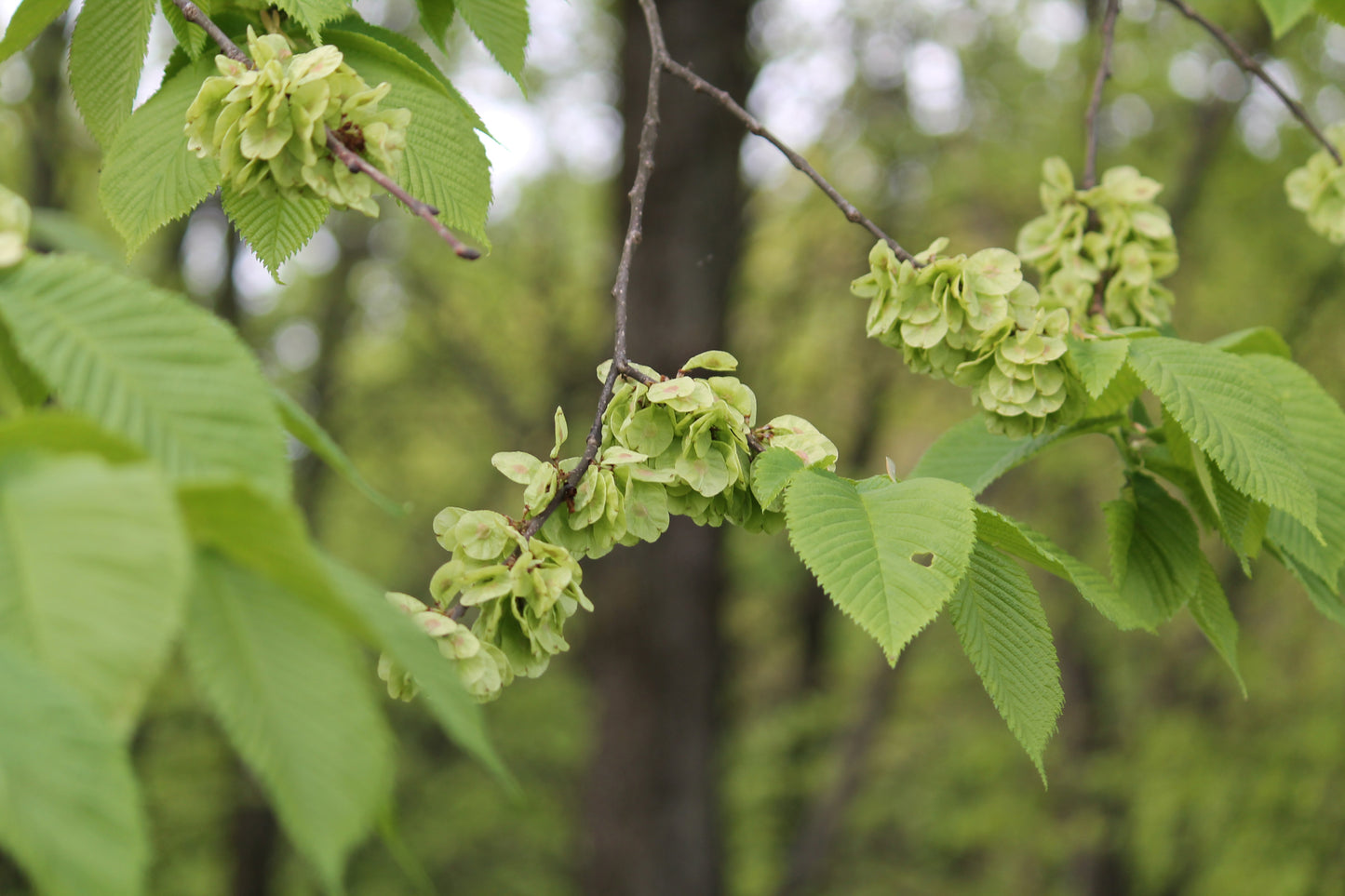 Wych Elm (Ulmus Glabra)