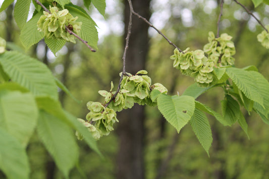 Wych Elm (Ulmus Glabra)