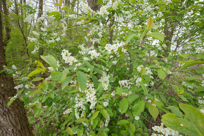 Alder Buckthorn (Rhamnus Frangula)