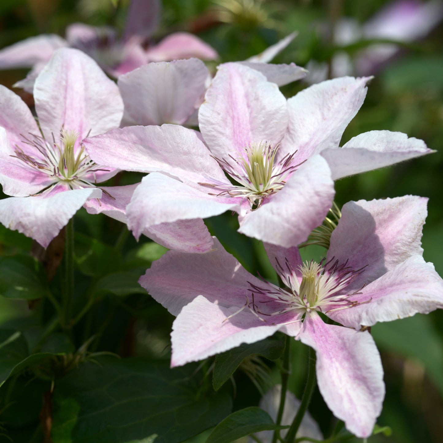 Clematis Pink Fantasy