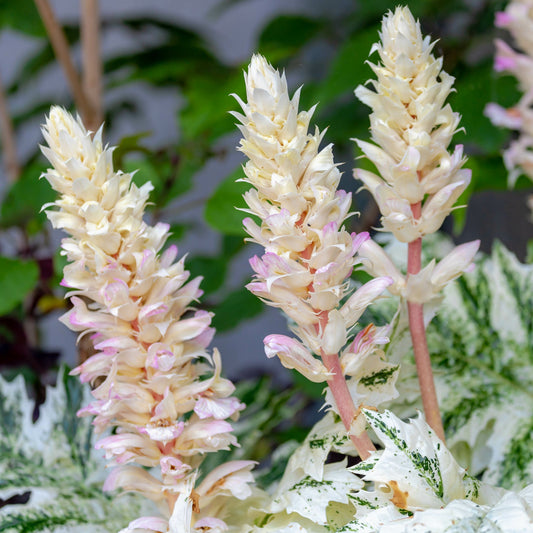 Acanthus Tasmanian Angel