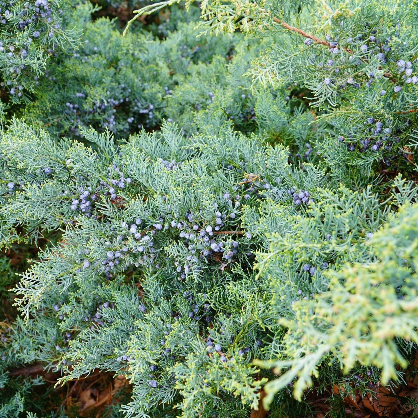 Juniperus virginiana Grey Owl