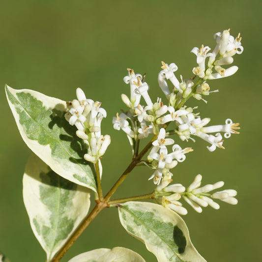 Ligustrum ovalifolium Argenteum