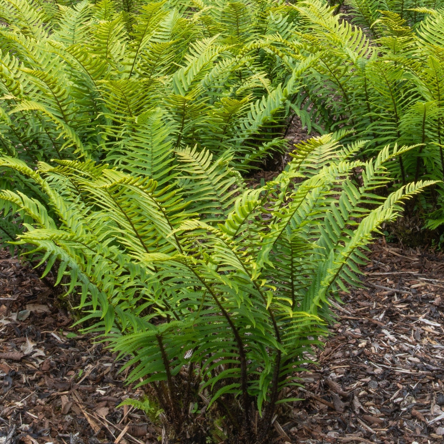 Dryopteris atrata