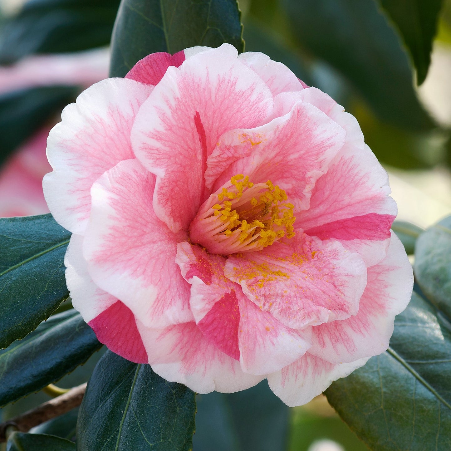 Camellia japonica Lady Vansittart