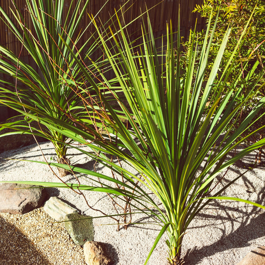 Cordyline australis