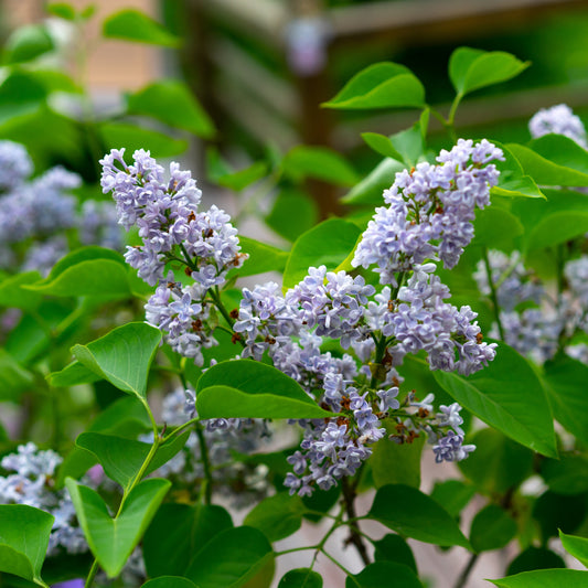 Syringa meyeri Palibin