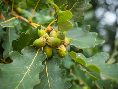 Native Tree Pack