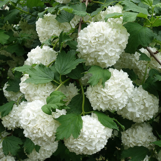 Viburnum opulus Roseum (Sterile)