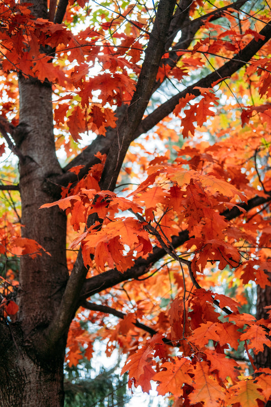Red Oak (Quercus Rubar)