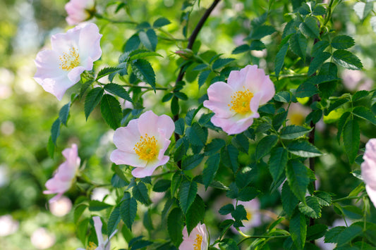 Dog Rose (Rosa Canina)
