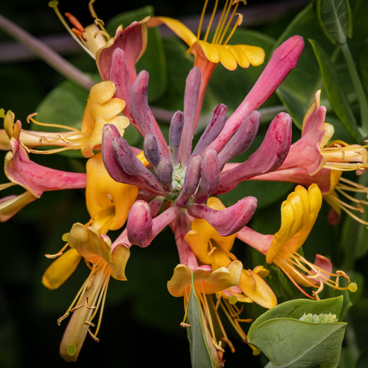 Lonicera x heckrottii Gold Flame