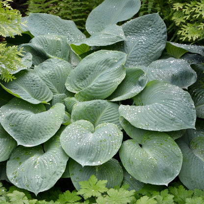 Hosta Big Daddy