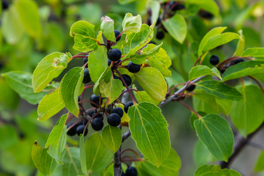 Common Buckthorn (Rhamnus Cathartica)