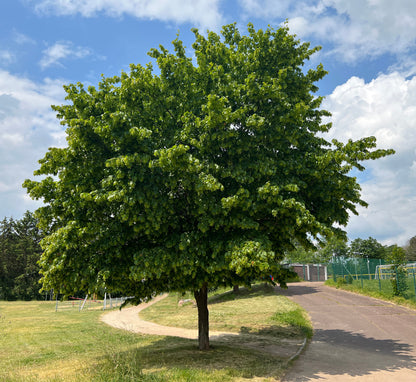 Hornbeam (Carpinus Betulus)