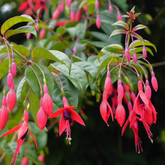 Fuchsia Hardy Riccartonii